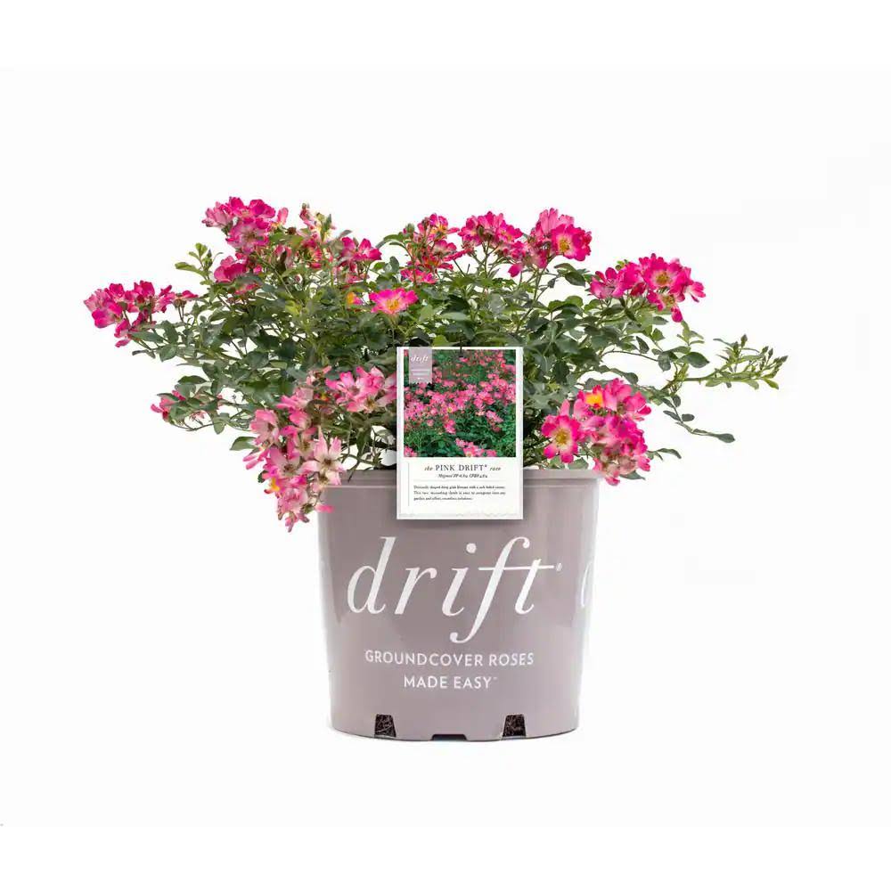 1 gal. Pink Drift Live Rose Bush with Pink Flowers