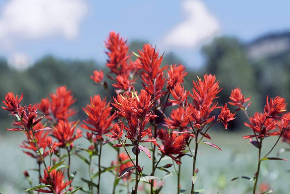 Indian Paintbrush Rare Flower 340 Seeds! GROCO US USA