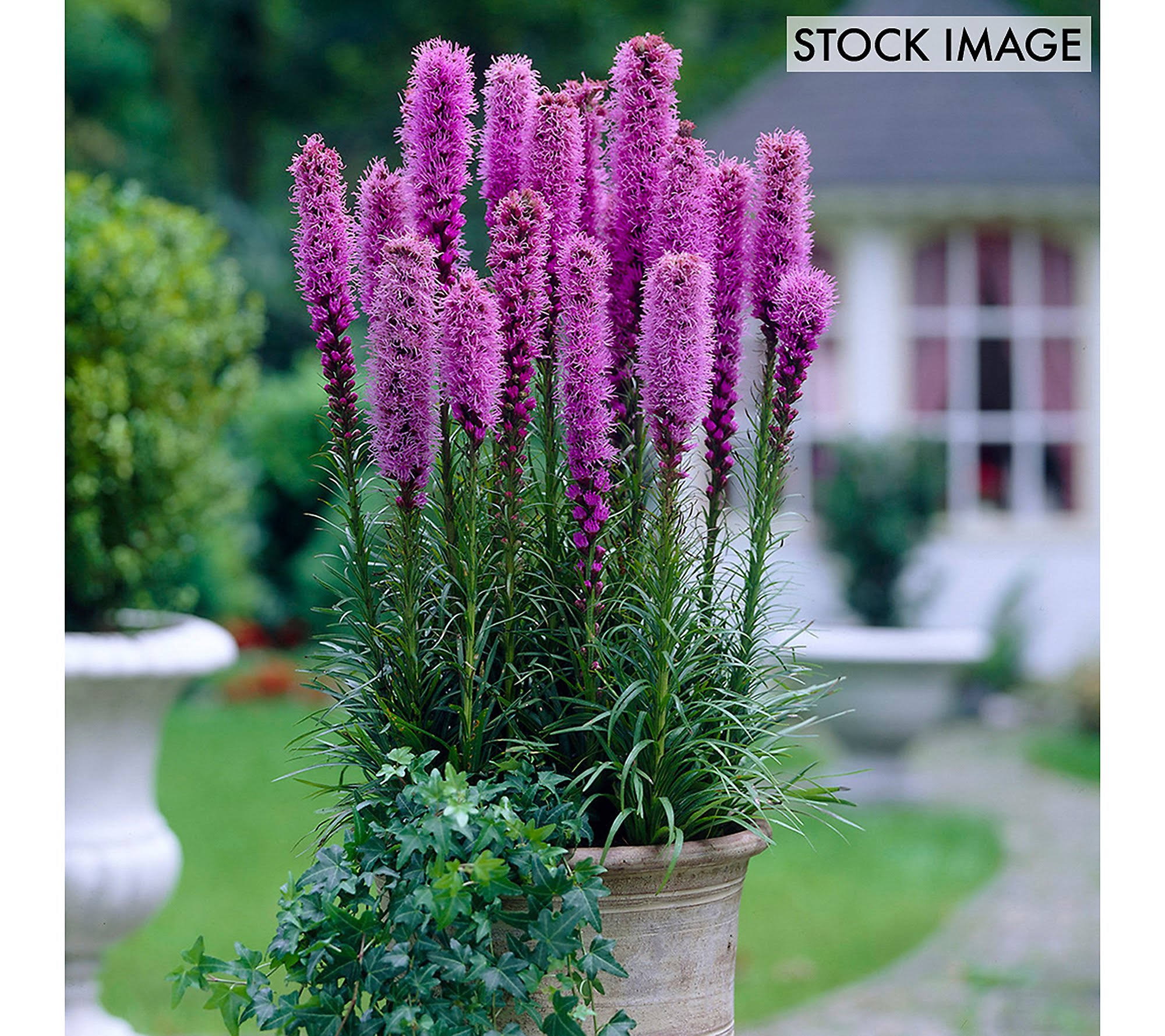 Van Zyverden Blazing Star Giant Liatris Spicata 25 Bulbs