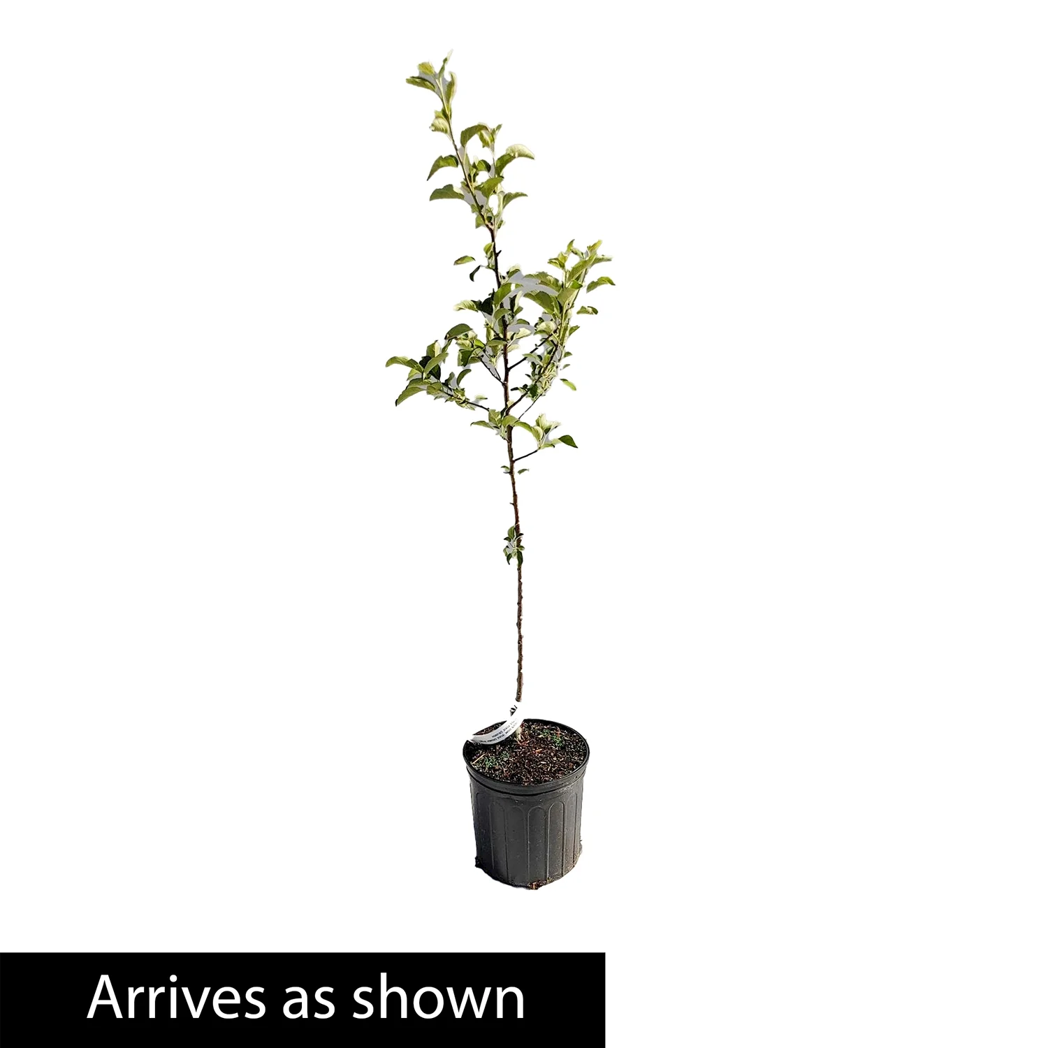 Direct Gardening Transparent Yellow Standard Apple Potted Fruit Tree
