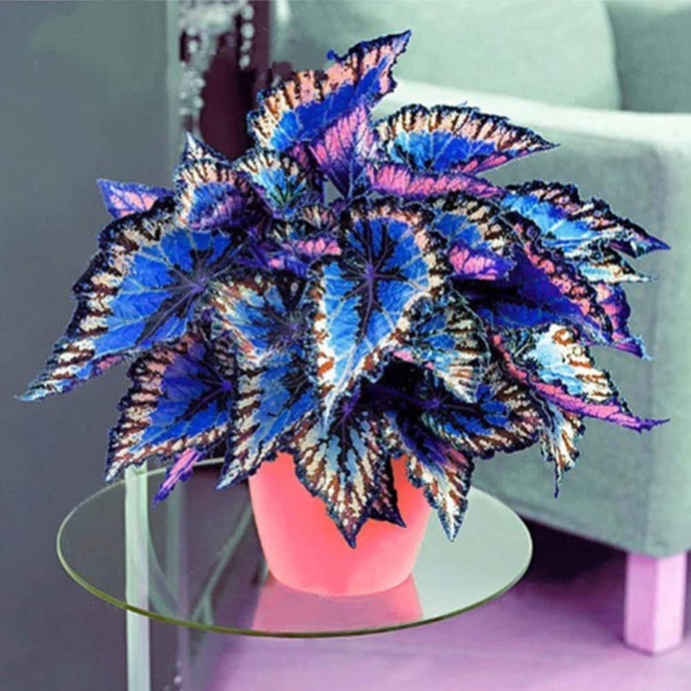 QAUZUY Garden 100 Rare Coleus Flower Seeds - Rare Color, Splendid Colorful Foliage Flower - Shade Garden Bonsai Patio Container Houseplant - Low-