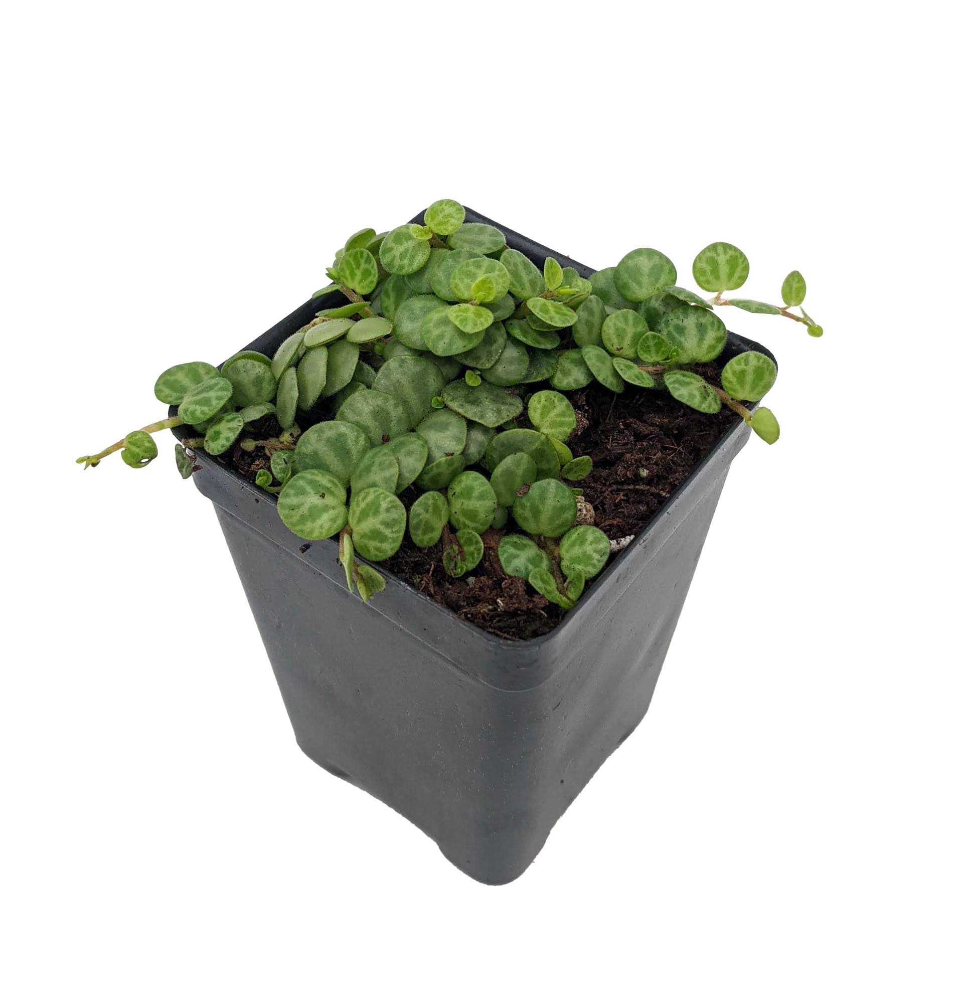 String of Hearts/Turtles/Peace Sign/Cross - Peperomia prostrata- 2.5