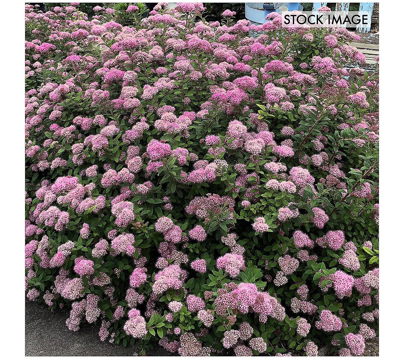 Van Zyverden Spiraea Poprocks Petite 4 inch Potted Rocketliners Set of 3 Plants Pink Full Sun