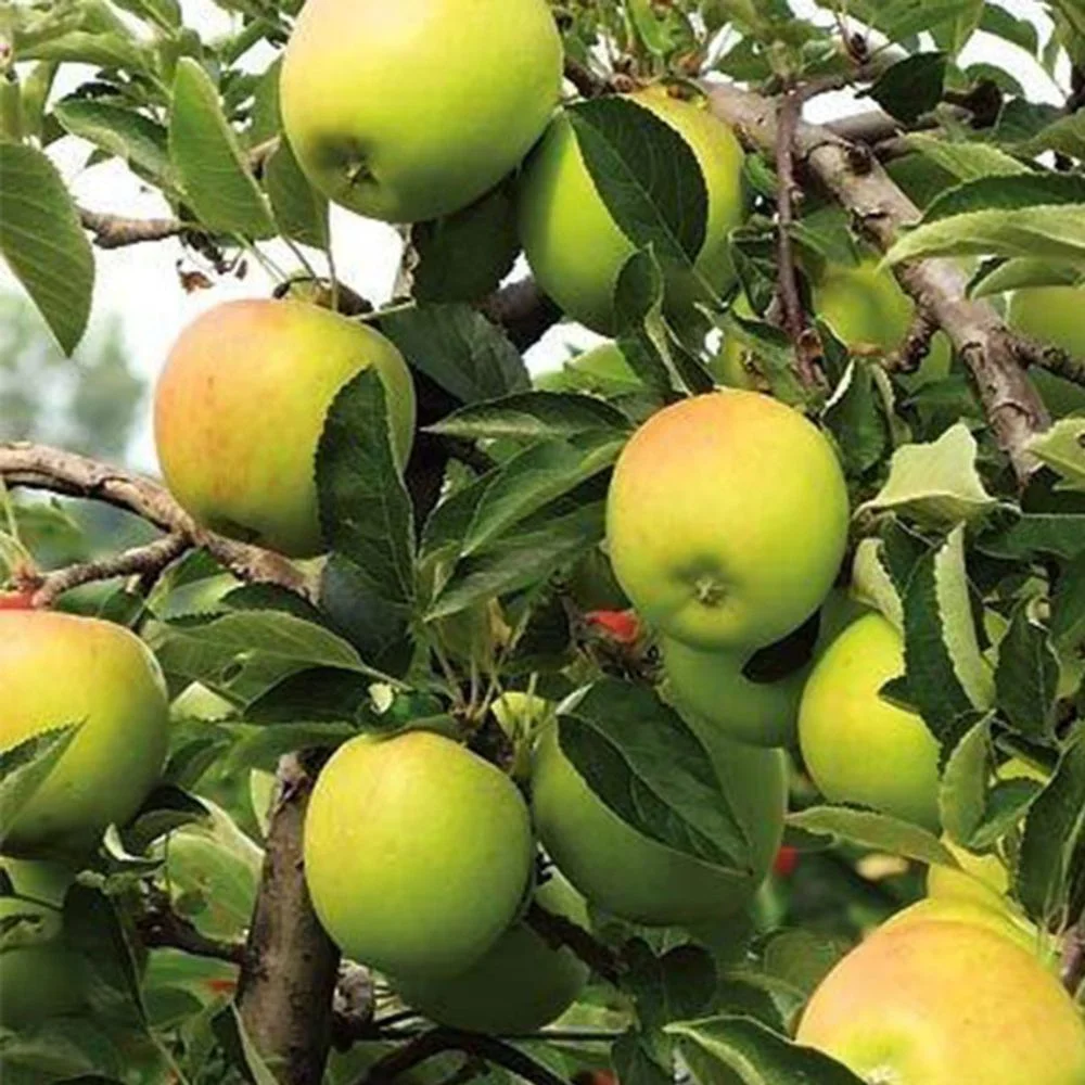 Expert Gardener 3 - 4 Ft. Tall Golden Dorsett Apple Live Tree in 7 - Gallon Grower Pot