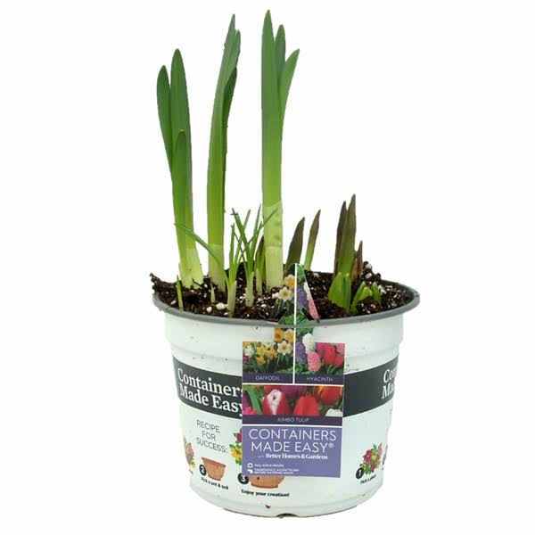 Better Homes & Gardens Live Plants Combo - Multicolor - 3 qt