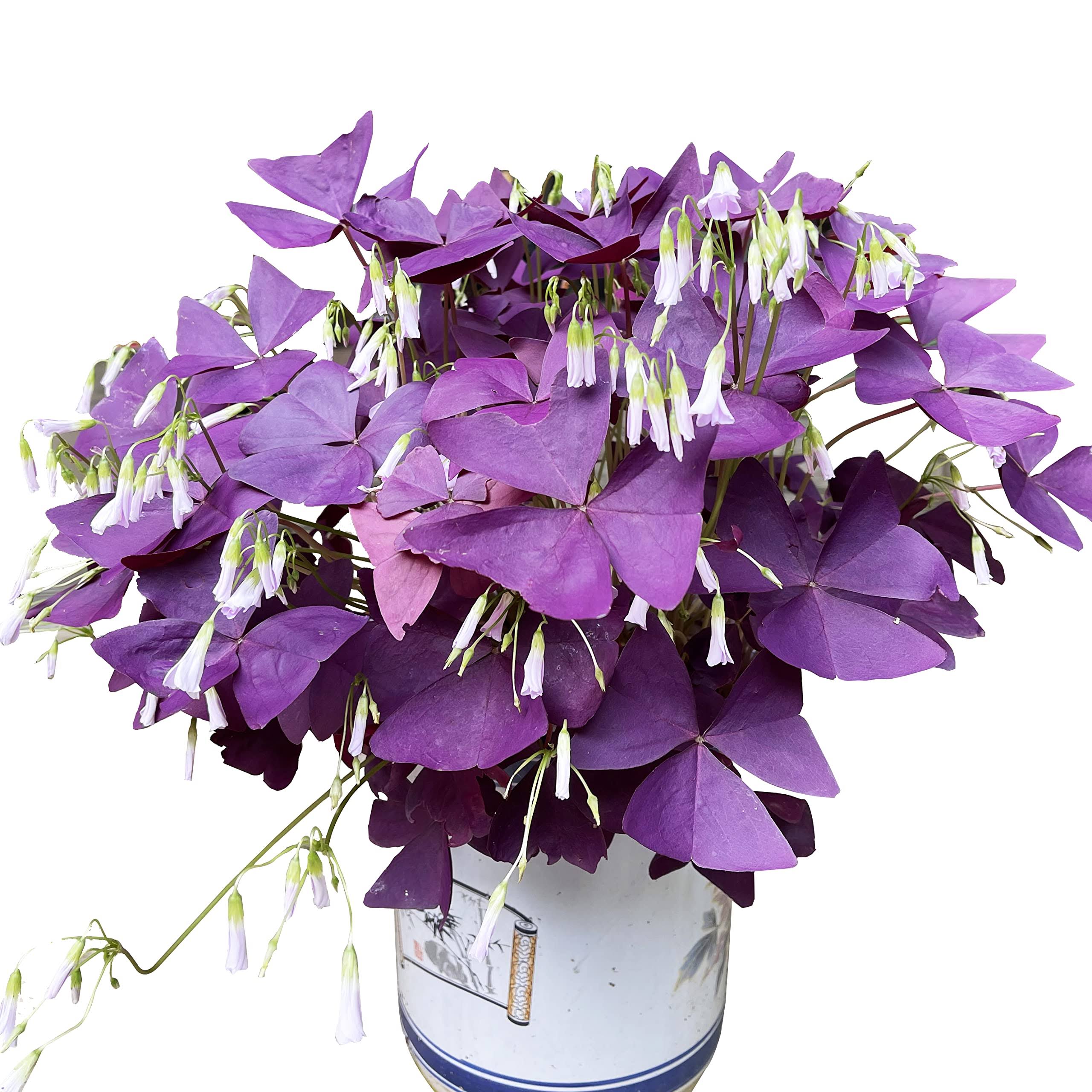 T-shin Oxalis Triangularis 10 Bulbs - Purple Shamrocks Lucky Lovely Flowers Bulbs Grows Indoor or Outdoor