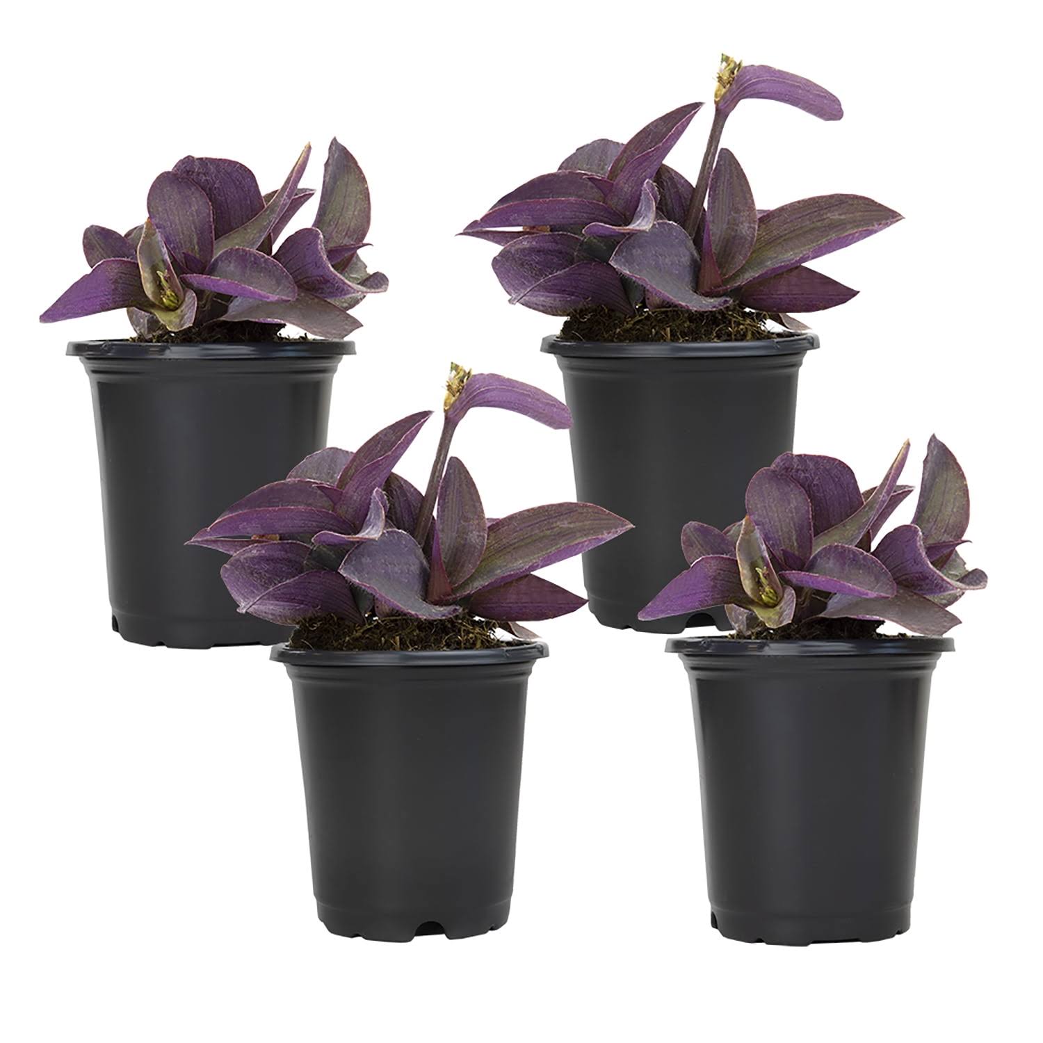 Altman Plants 4 in. Setcreasea Purple Queen Tradescantia Pallida Plant (4-Pack)