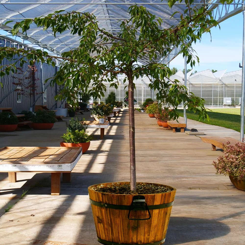 Weeping Extraordinaire Cherry Tree, 4-5 ft. No Shipping to AZ, CA, CO, OR, WA(4-5 ft.) - Image 4