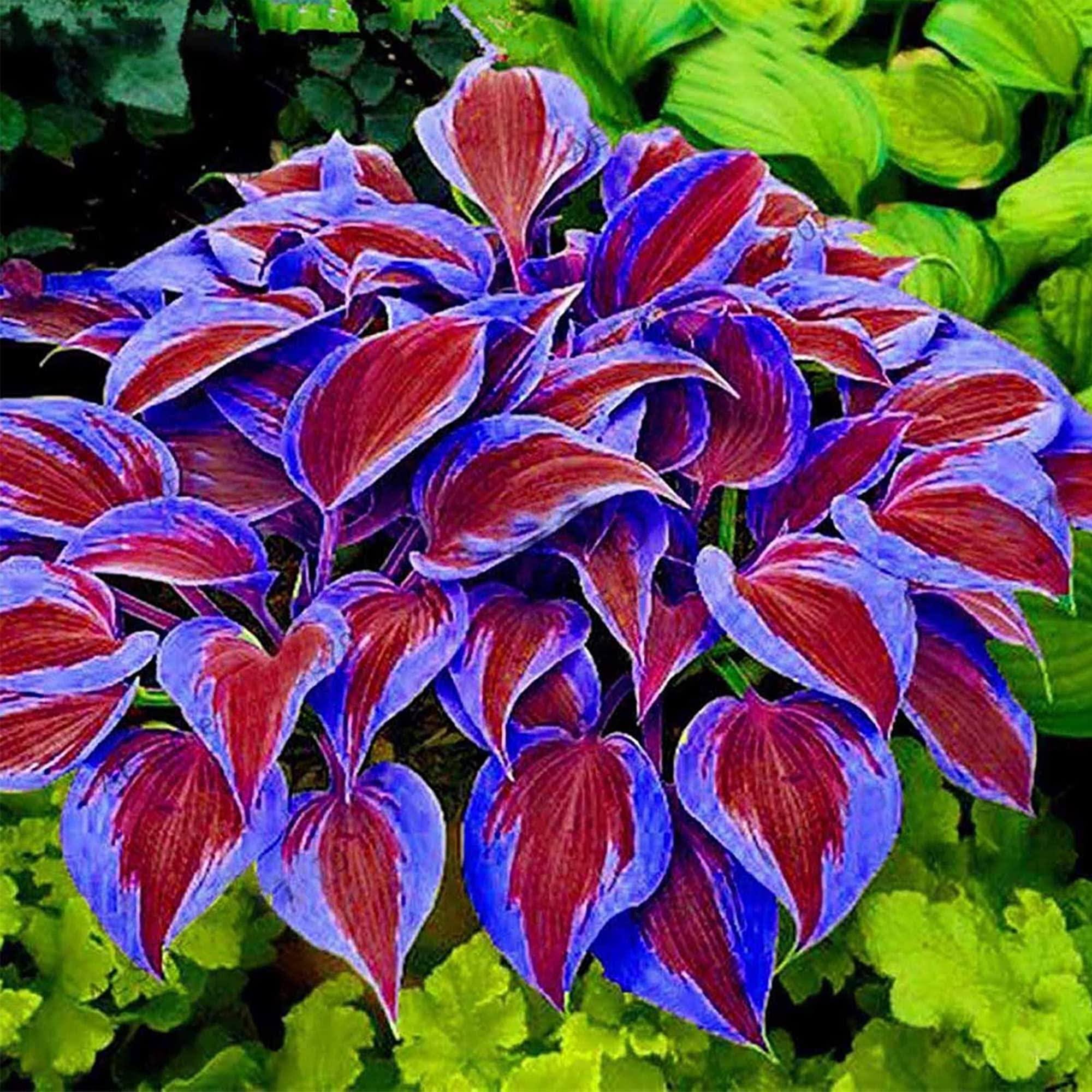 QAUZUY Garden - 200 Purple Hosta Seeds Perennial Attractive Fragrant Hosta Plantaginea Bonsai Seed for Garden Yard Decoration, Attract Pollinators