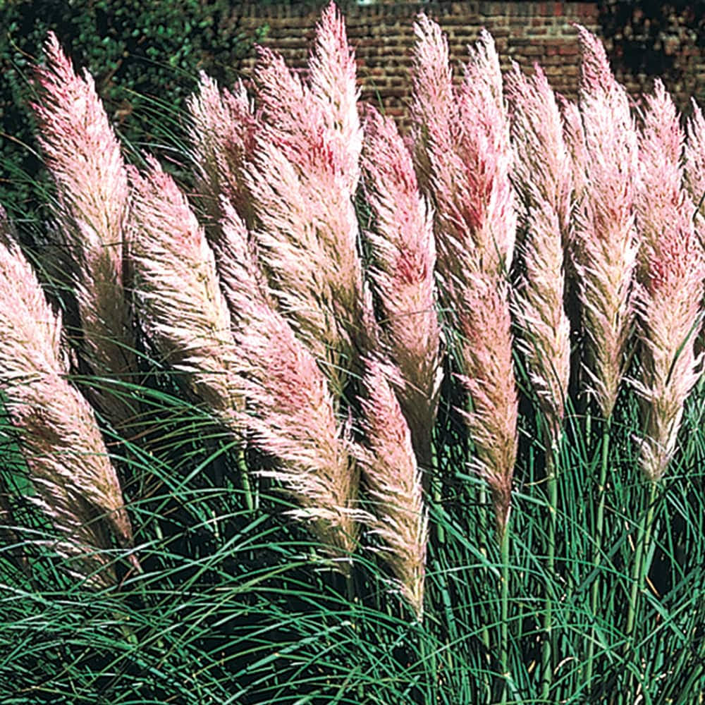 Gardens Alive! 3 Inch(Es)-Pack Pampas Grass Pink in Pot | 67487