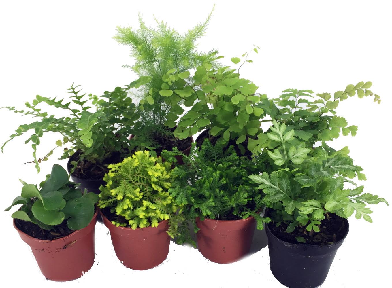 Mini Ferns for Terrariums/Fairy Garden - 8 Different Plants - 2