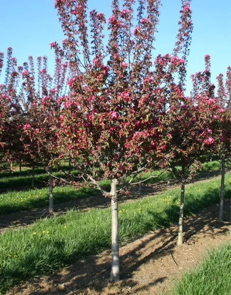 Expert Gardener 3-4 ft. tall Centurion Crabapple Live Tree in 7-Gallon Grower Pot