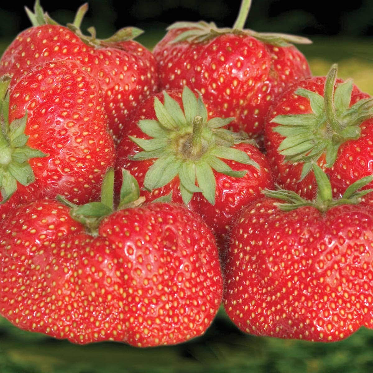 Jewel Strawberry - 25 Plants per Offer.