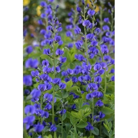 50 Blue Wild Indigo (False Indigo) Baptisia Australis Flower Seeds