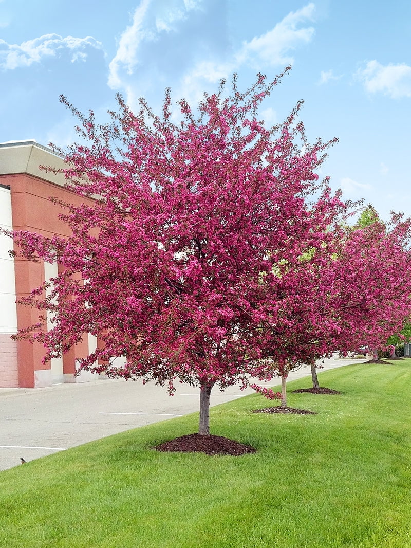 Expert Gardener 3-4 ft. tall Centurion Crabapple Live Tree in 7-Gallon Grower Pot