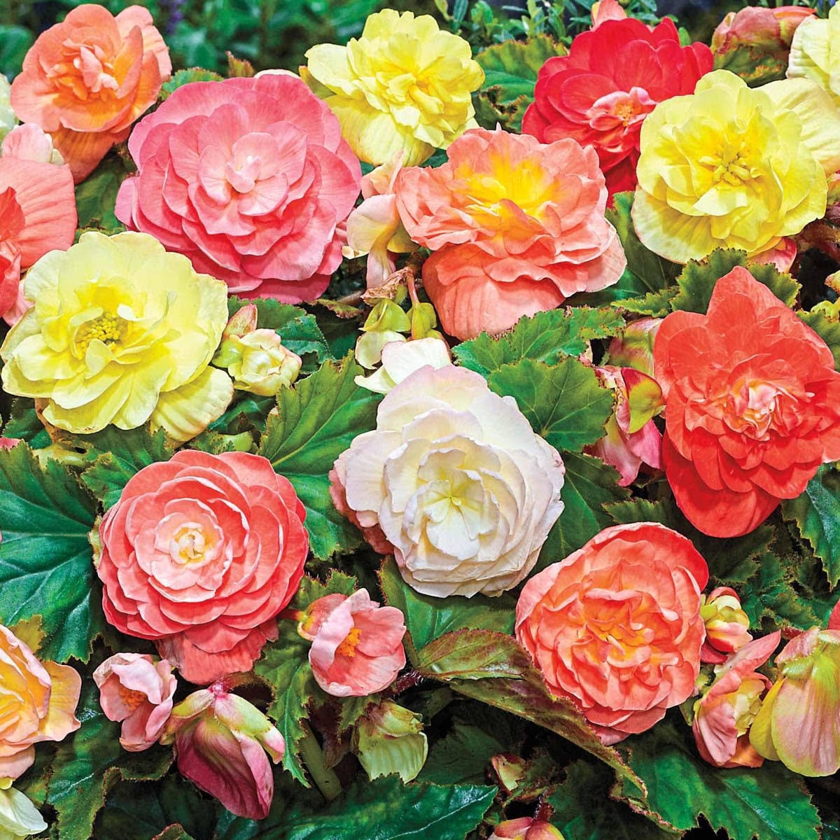 Breck's Pastel Begonia Mixture Bulbs Bagged 5-Count | 60227