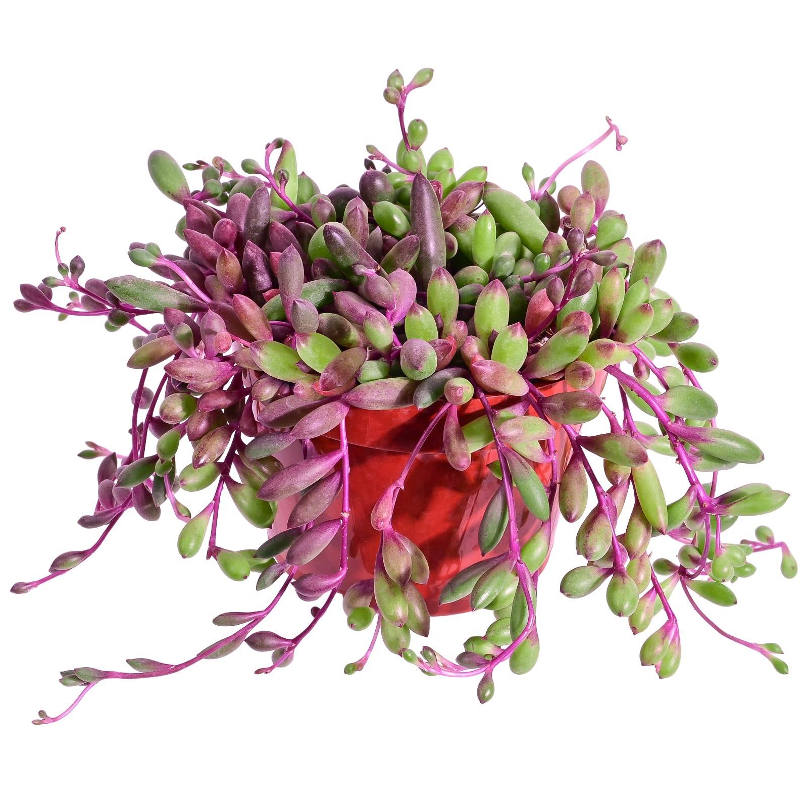 Sprout N Green 4' Ruby Necklace | Othonna Capensis Lhbailey Rare Purple Hanging Trailing Succulent Fully Rooted in Pots Real House Plant for Home Offi