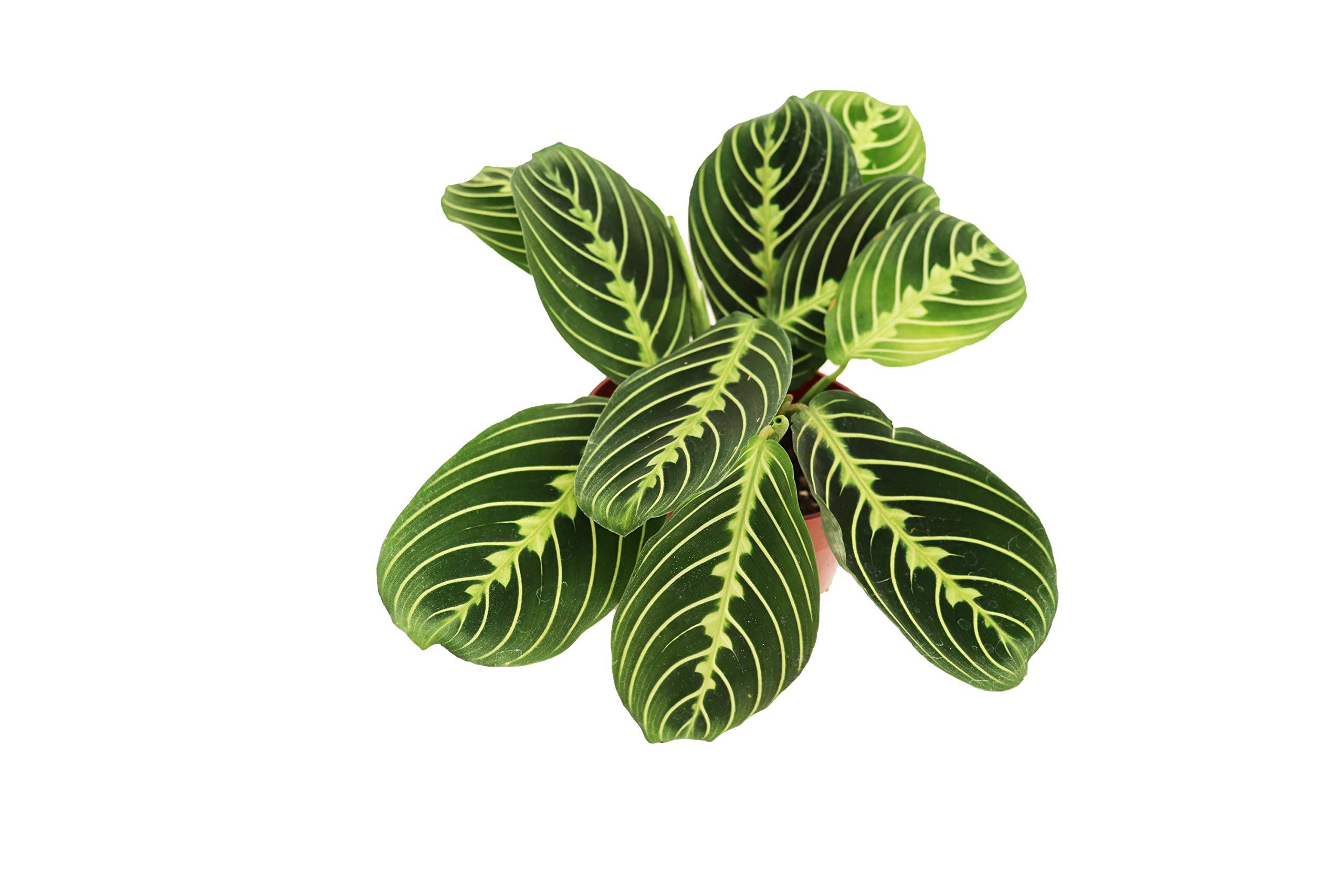 California Tropicals Lemon Lime Prayer Plant - Maranta - Rare Variety Live House Plant - Tropical Decor - Unique Real Plants Interior Garden