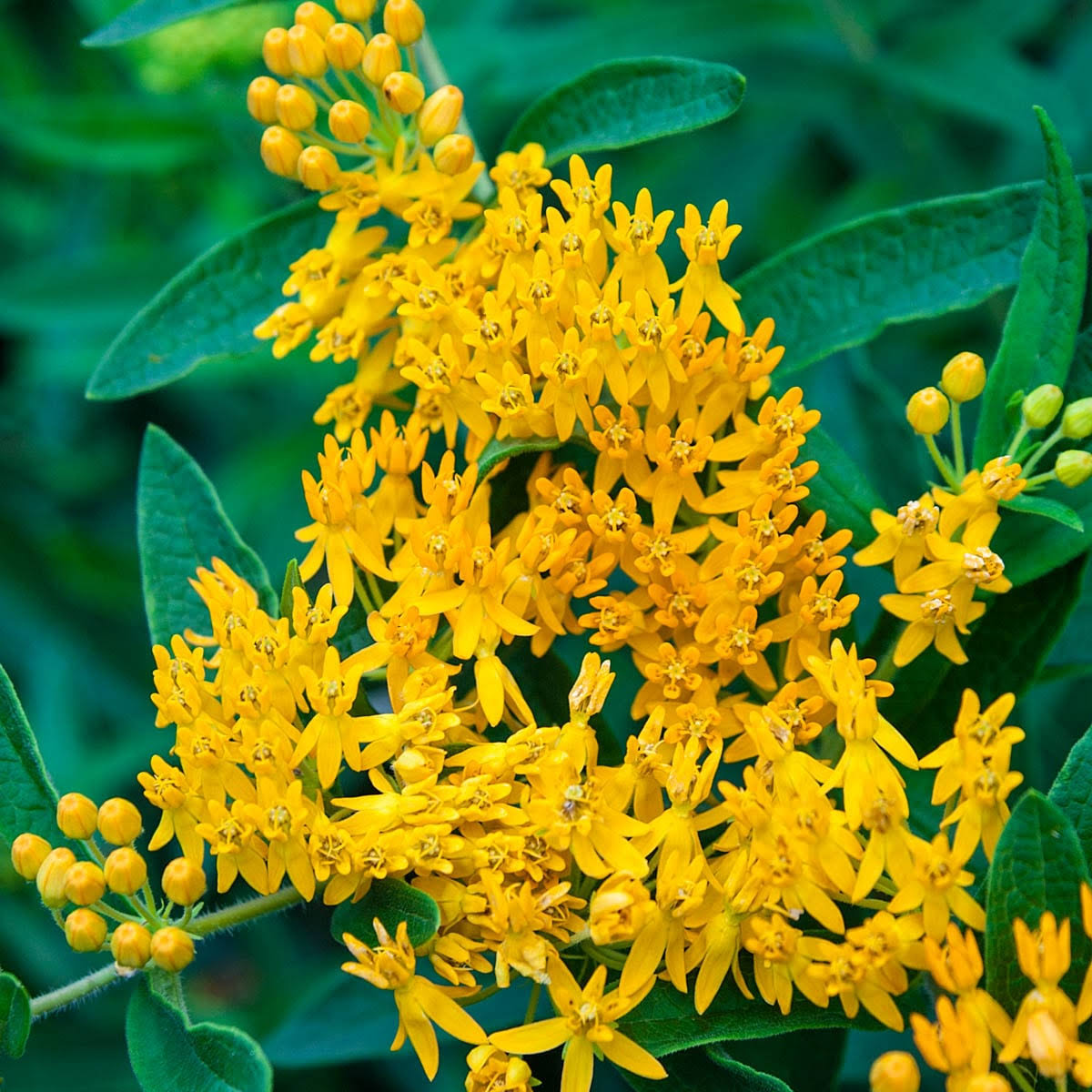 Hello Yellow Butterfly Flower