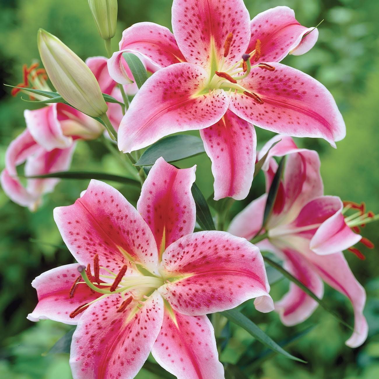 Van Zyverden Lily Stargazer Dormant Partial Sun Perennial Bulb - Red - 3 ct