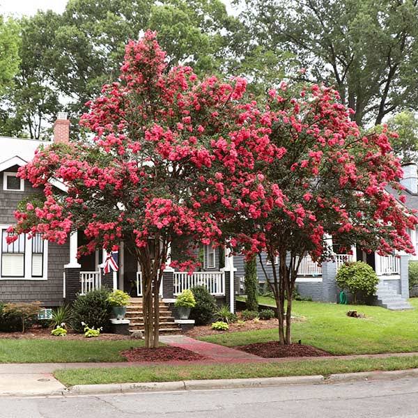 5-6 ft. - Tuscarora Crape Myrtle Tree - Rich Color Meets Easy Growth in California