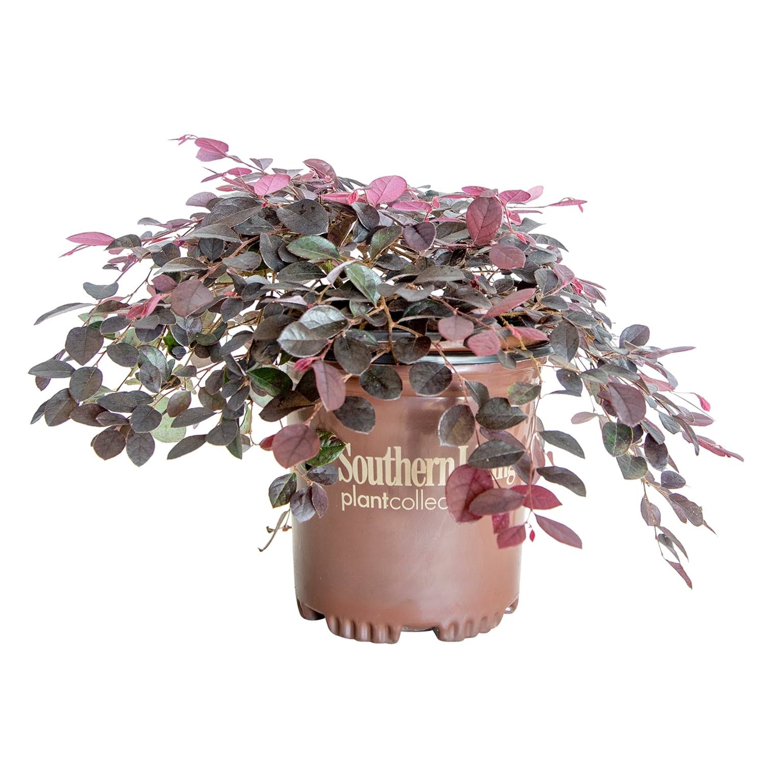 Purple Pixie Dwarf Weeping Loropetalum - Pink Flowers - 2.5 qt