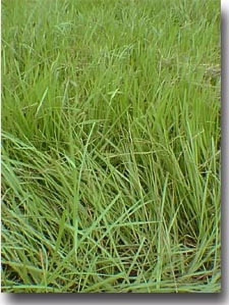 Pensacola Bahia Grass Seed (Coated) 50 Lbs.