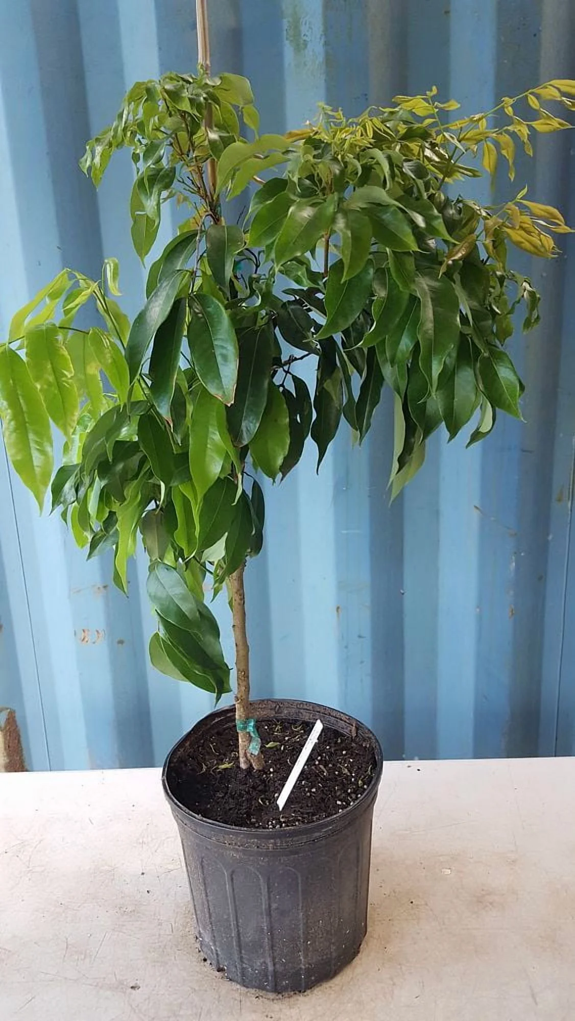 Sweetheart Lychee TREE Air Layered (3 - 4 Feet Tall). Ship to All States
