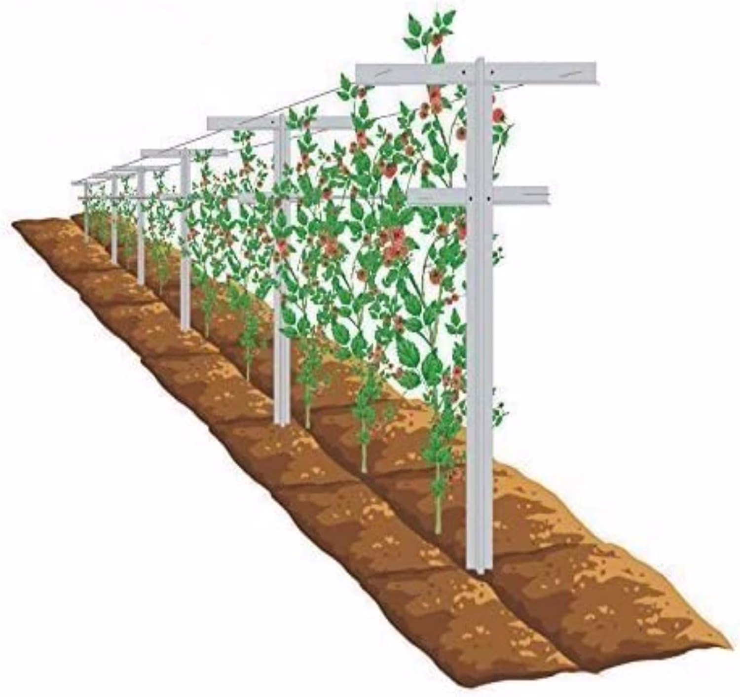 MRGARDEN 7-Feet Grape Vine Trellis, Heavy Duty 2pcs Set for Raspberry and Climbing , Outdoor Stake Vineyard Trellis, 2 Tall Trellises