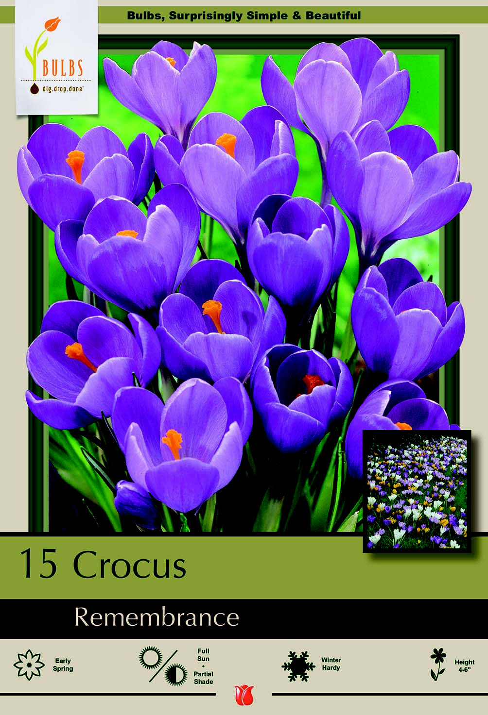 Remembrance Crocus 20 Bulbs - Very Hardy! - 9/10 cm Bulbs