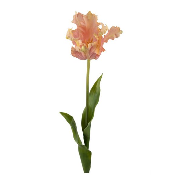 Tulipan 70 cm rosa
