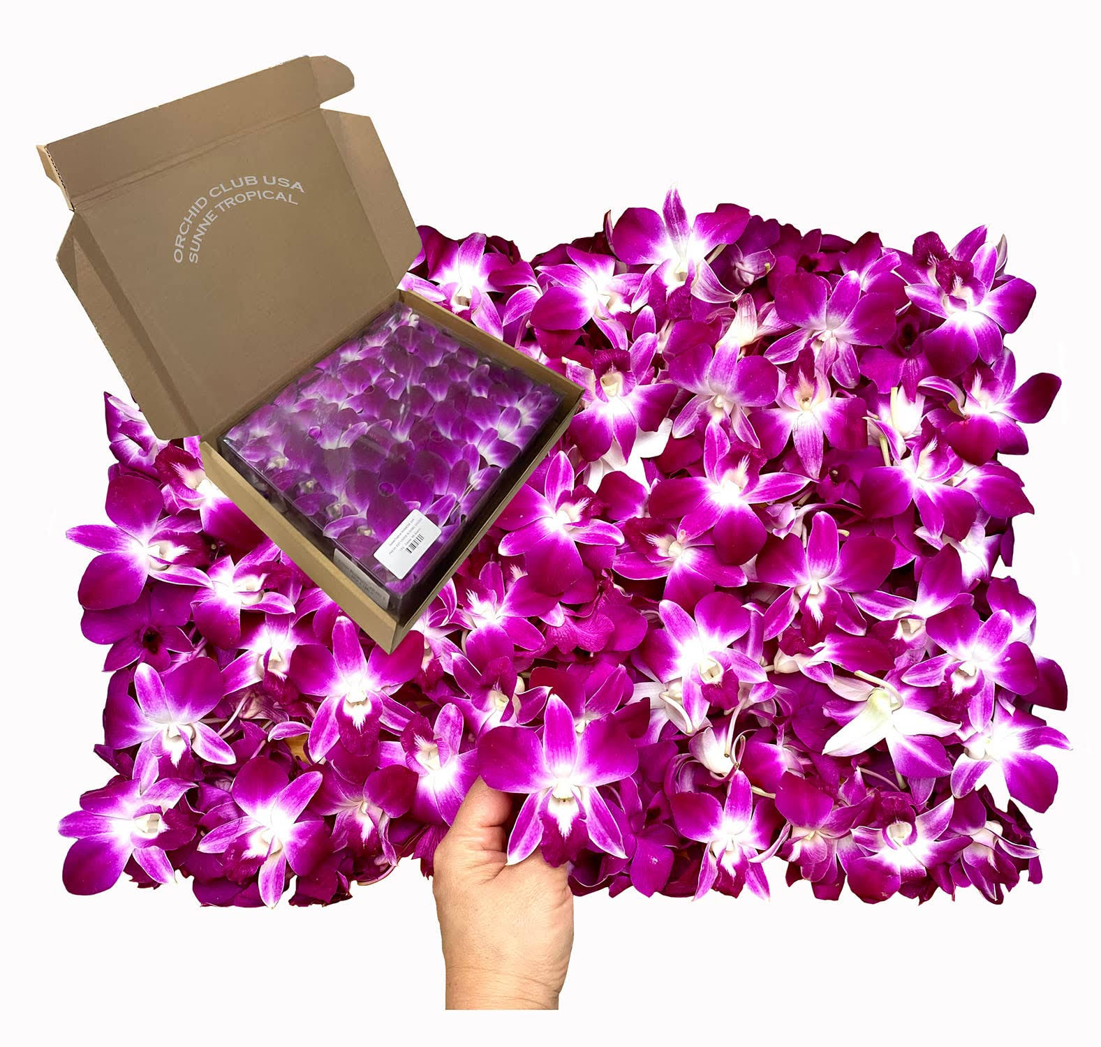 Miami Fresh Orchid Flower OrchidClub USA Sunne Tropical Loose Bloom Head DIY Lei Food Drink Decoration (100 Purple)