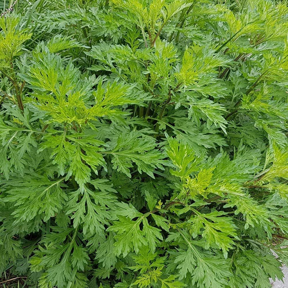 Outsidepride Mugwort Seeds - 10000 Seeds