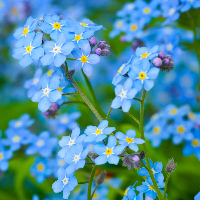 Forget Me Not Flowers Myosotis Sylvatica - Over 5,000 Premium Seeds