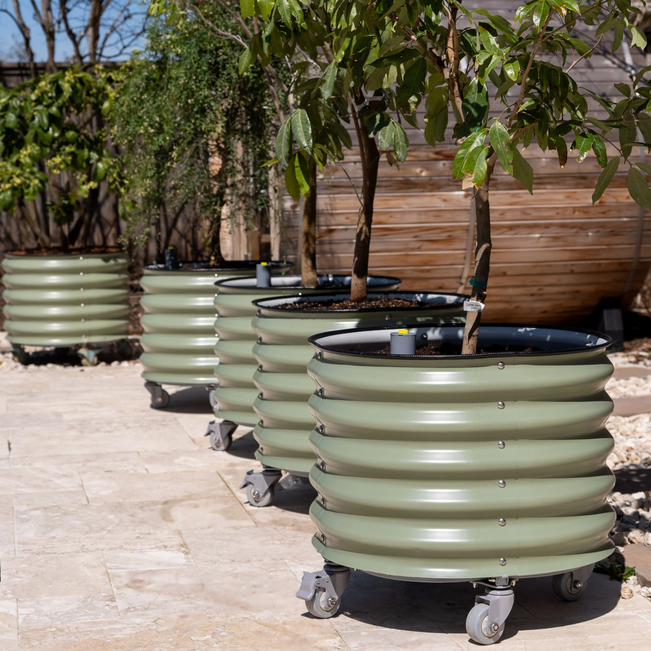 Vego Garden Self-Watering Rolling Citrus Tree Planter