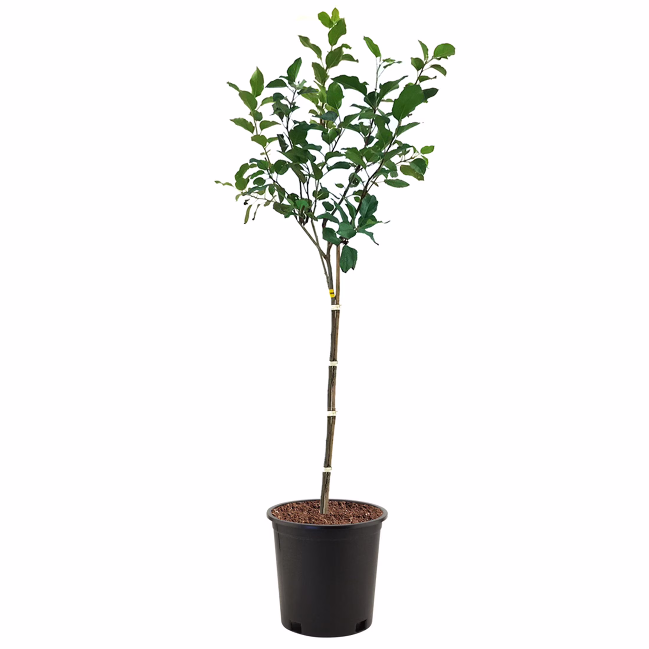Expert Gardener 3 - 4 Ft. Tall Golden Dorsett Apple Live Tree in 7 - Gallon Grower Pot