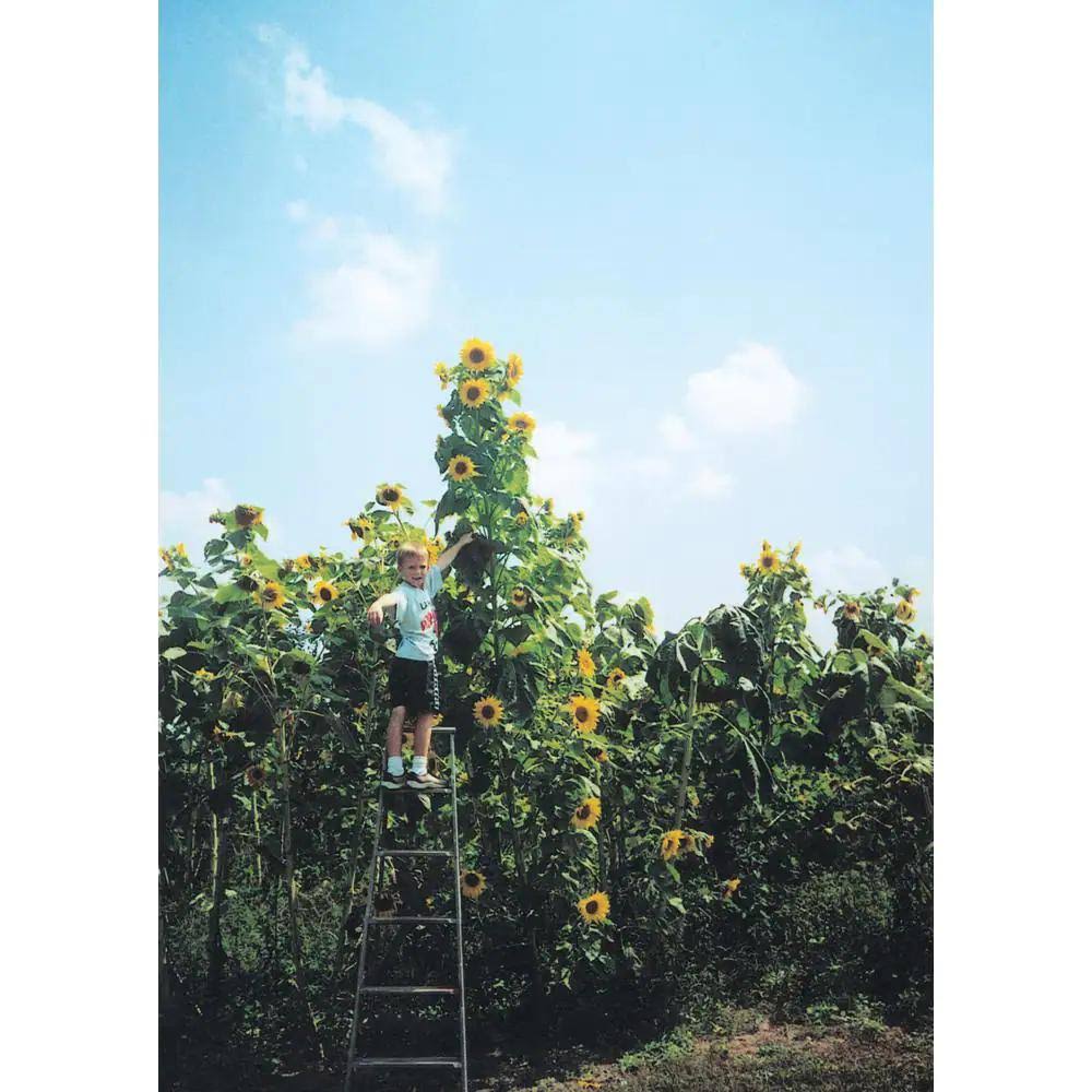 Skyscraper Sunflower Seed - 1 oz. Pkt of Seeds | Zone 3-9