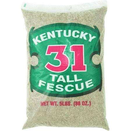 Barenbrug Kentucky 31 Tall Fescue Grass Seed 1000 sq. ft. Polybagged 5 lb., Size: 5 lbs, Brown