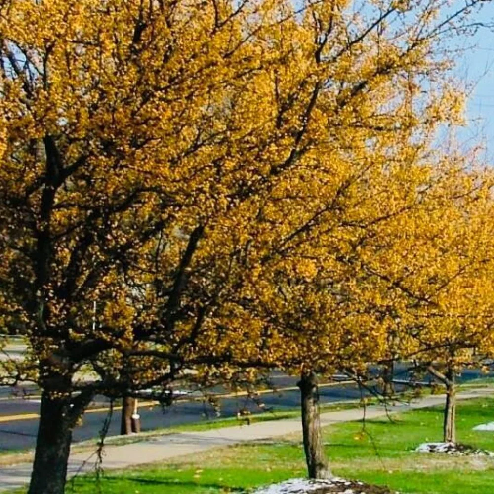 Expert Gardener 3-4 ft. tall Harvest Gold Crabapple Live Tree in 7-Gallon Grower Pot