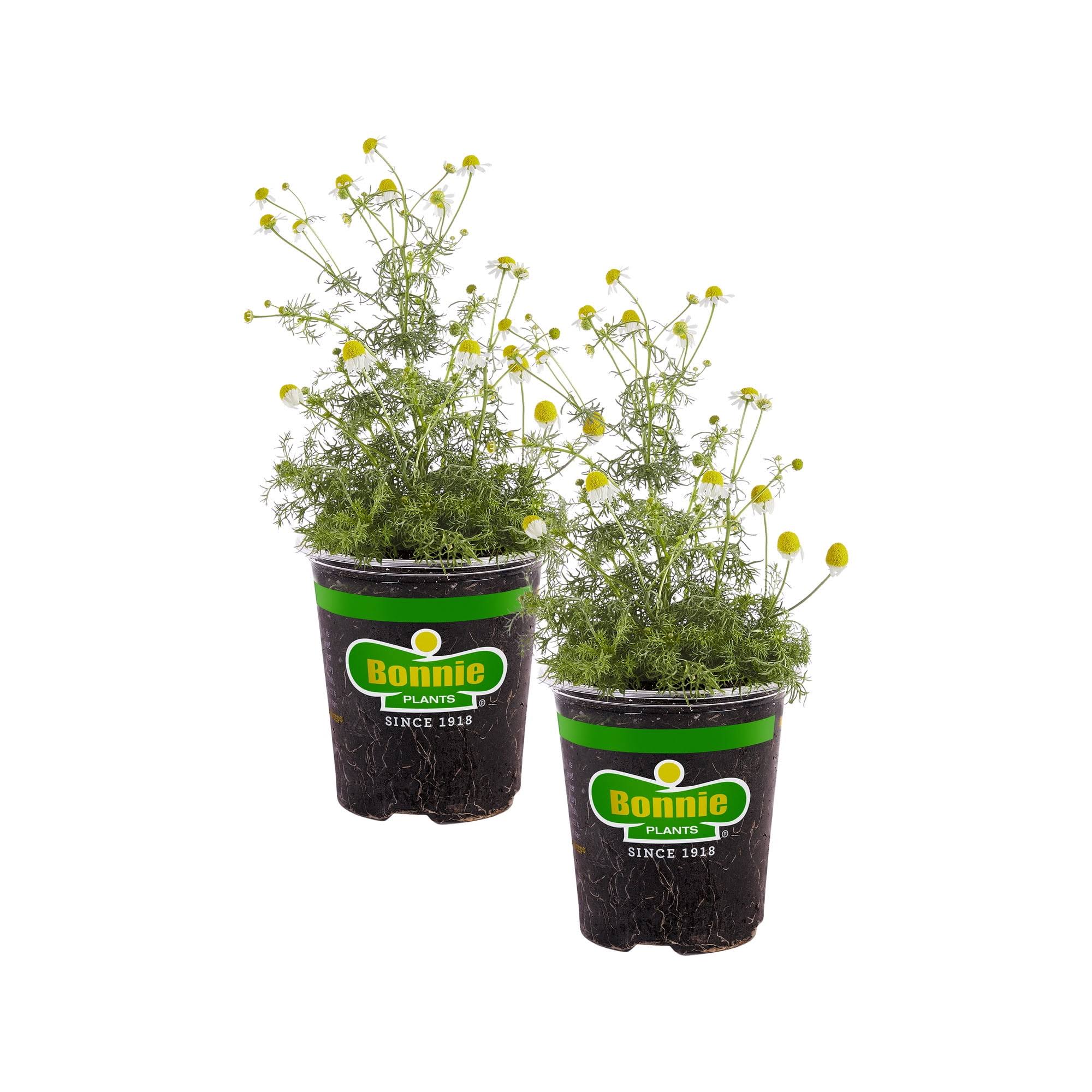 Bonnie Plants 19.3 oz. Chamomile, 2-Pack