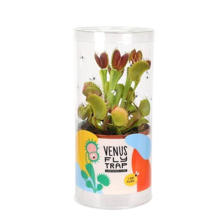 Wild Interiors Live Plant 5 inch Tall Venus Fly Trap in 3 inch Grower Pot in Decorative Tube, Size: 191 ml