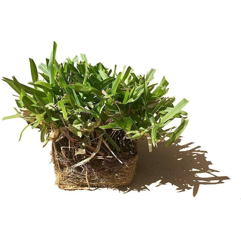 Florida Foliage St. Augustine 'Seville' Sod - 18 Live Plugs - Drought, Salt & Shade Tolerant Turf Grass