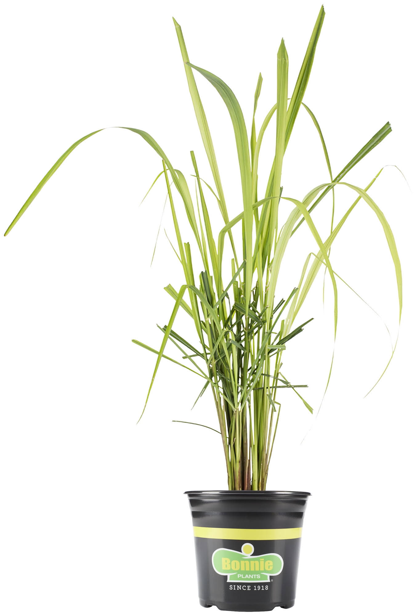 Bonnie Plants 2.32 Qt. Lemongrass