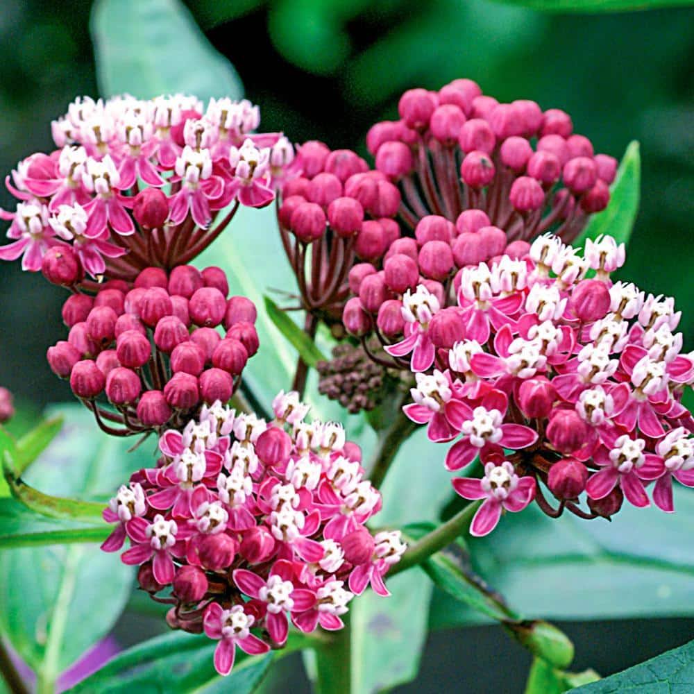 Soulmate Butterfly Flower