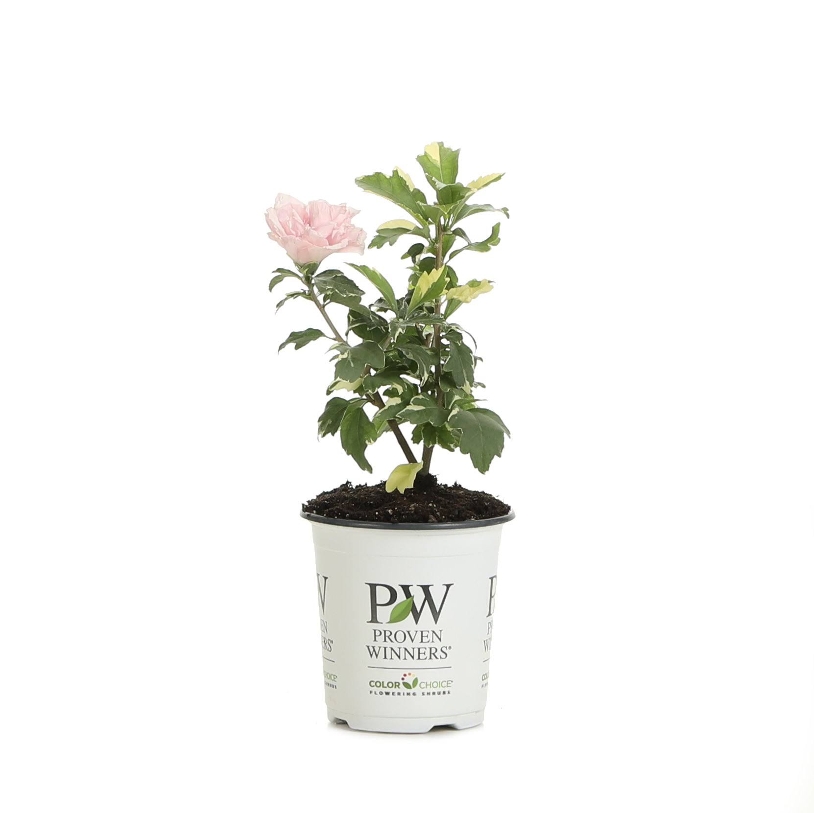 Proven Winners Sugar Tip Rose of Sharon (Hibiscus) Live Shrub, Light Pink Flowers and Variegated Foliage, 4.5 in. Quart