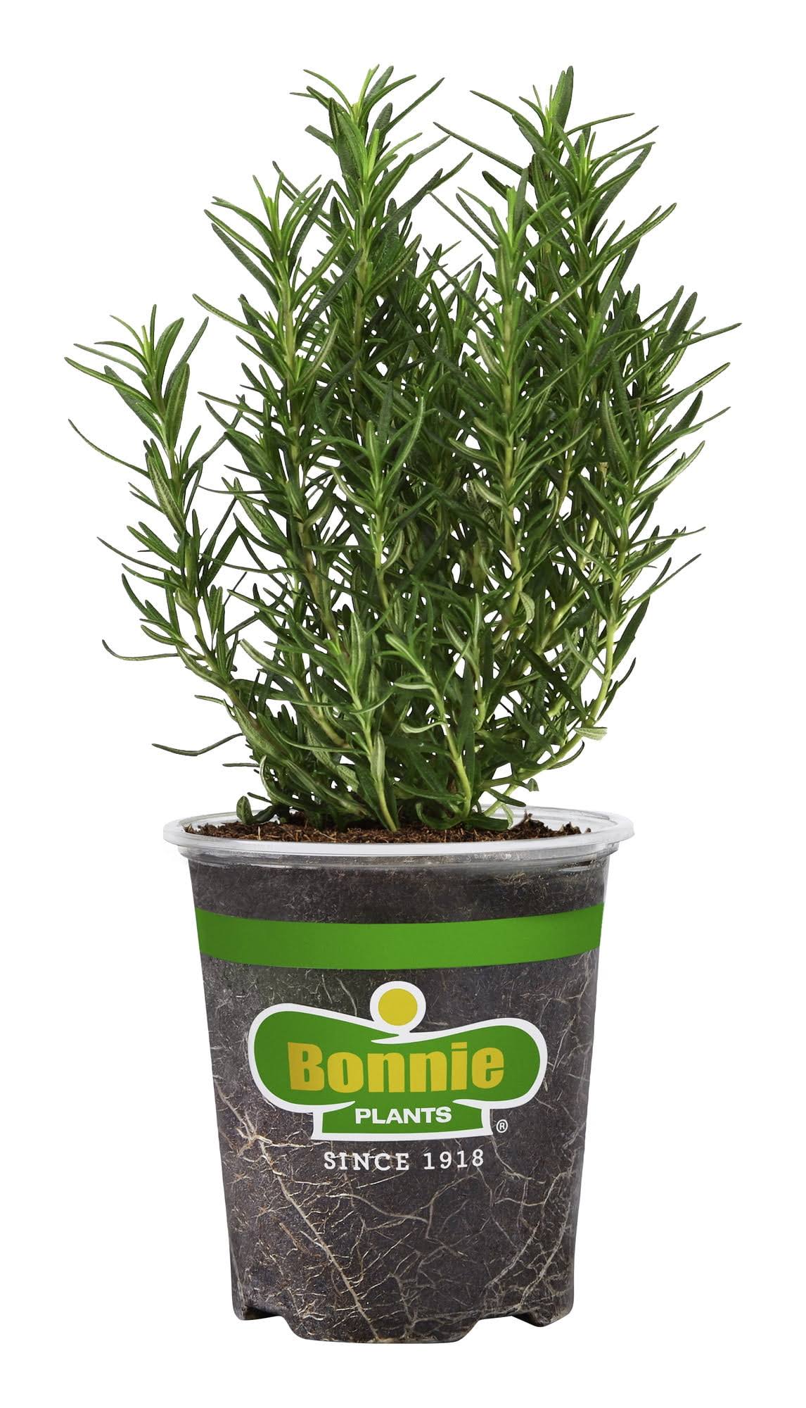 Bonnie Plants Rosemary - 4.5 in
