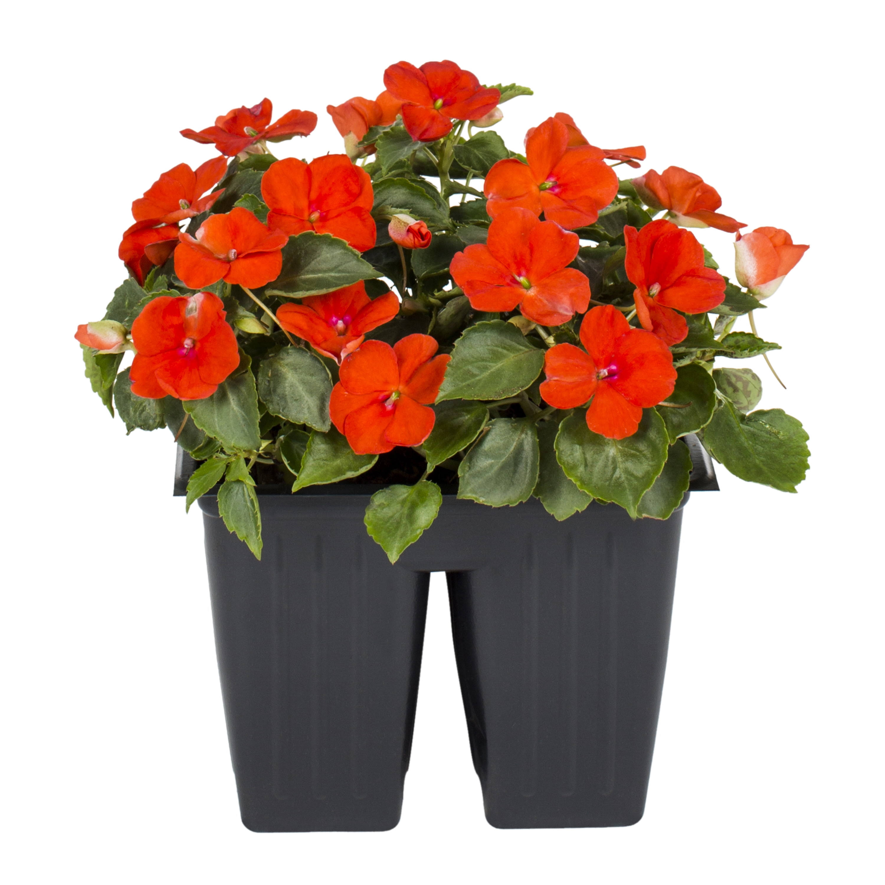 Expert Gardener 4pk Multicolor Impatiens Live Plants with Grower Pack