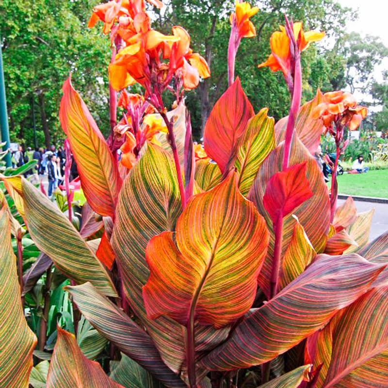 Gardens Alive! Bareroot Variegated Canna Phasion 75028