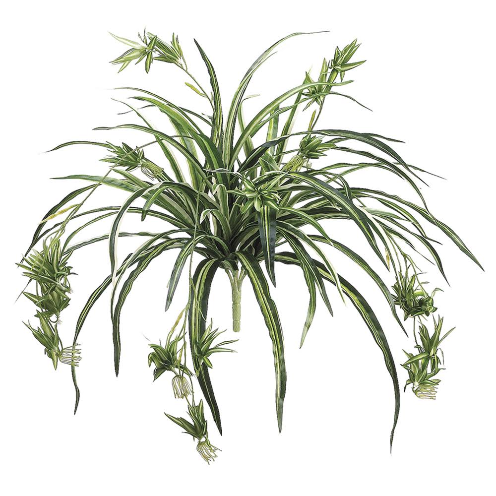 Allstate Floral Spider Plant X80, 34