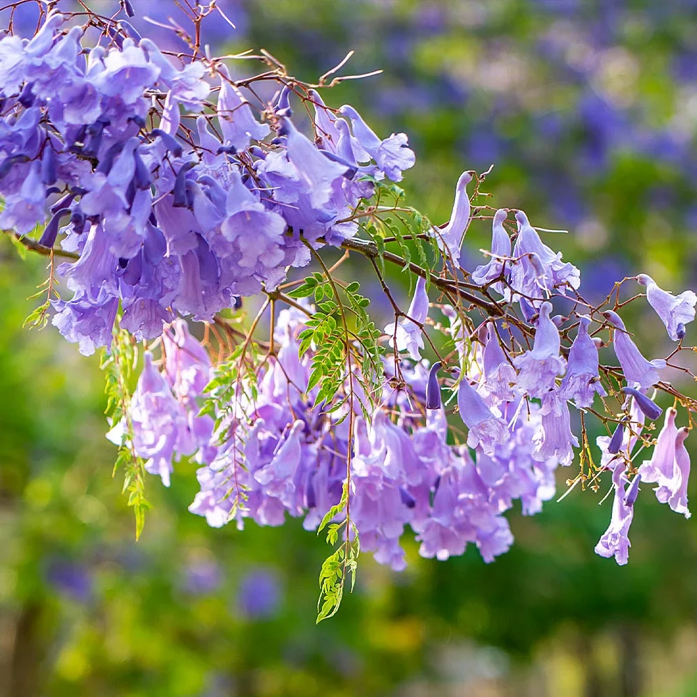 Brighter Blooms - Jacaranda Tree, 2-3 ft. - No Shipping To AZ